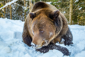 brown bear lies in the snow near a coniferous forest. wild animals.