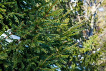 green branches of a Christmas tree close up. winter season.