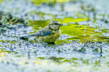 A wet Great Tit sits in muddy green water. Very detailed feathers. Natural background