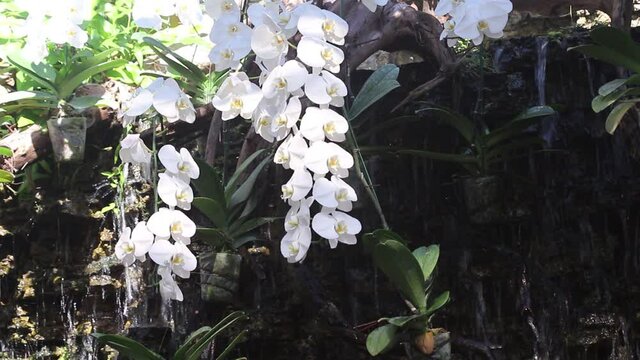 White vanda orchids flowers on waterfall view nature background