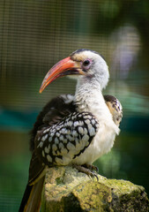 yellow billed hornbill
