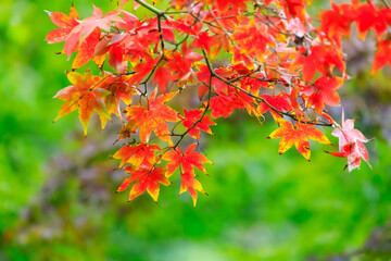 東京の秋の色のカエデ