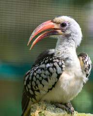 yellow billed hornbill