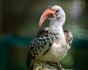 red billed hornbill