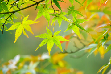 Naklejka na ściany i meble 東京の秋の緑色のモミジの葉