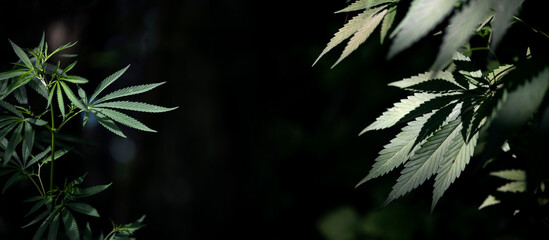 Cannabis bushes that grows in the wild.Cannabis bush at sunset panorama.Cannabis bush on a black background.Wild hemp. Close-up. Young green plant.