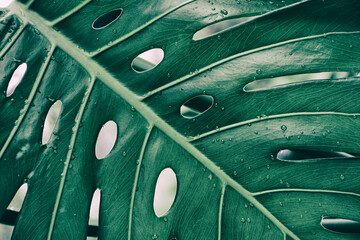 monstera leaf, green nature background