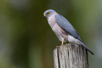 Fiji Goshawk, Accipiter rufitorques