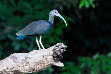 Green Ibis, Mesembrinibis cayennensis