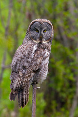 American Great Grey Owl, Strix nebulosa nebulosa
