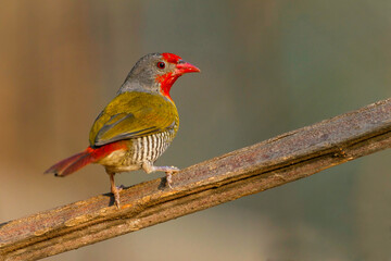 Green-winged Pytilia, Pytilia melba