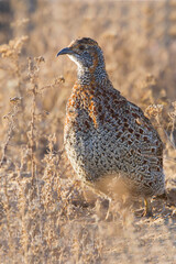 Grey-winged Francolin