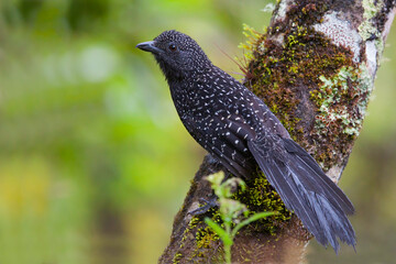 Langstaartmierklauwier, Large-tailed Antshrike, Mackenziaena leachii