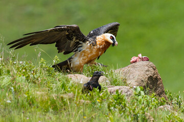 African Bearded Vulture, Gypaetus barbatus meridionalis