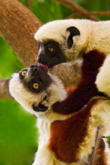 Coquerels kroonsifaka, Coquerel's sifaka, Propithecus coquereli