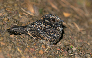 Least Nighthawk, Chordeiles pusillus
