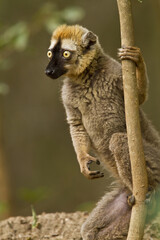 Bruine Maki, Common Brown Lemur, Eulemur fulvus