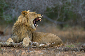 Afrikaanse Leeuw, African Lion, Panthera leo