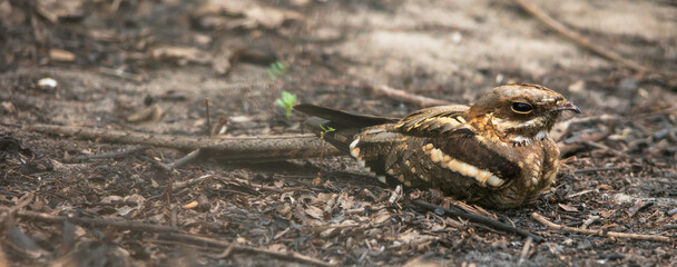 Long-tailed Nightjar, Caprimulgus climacurus