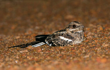 Long-tailed Nightjar, Caprimulgus climacurus