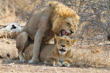 Afrikaanse Leeuw, African Lion, Panthera leo