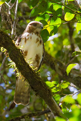 Madagascar Buzzard, Buteo brachypterus