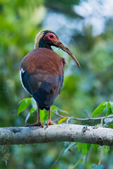 Madagascar Crested Ibis