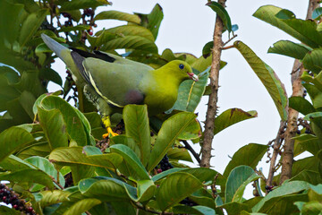 Madagascan Green Pigeon, Treron australis