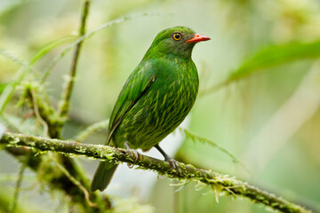 Orange-breasted Fruiteater, Pipreola jucunda