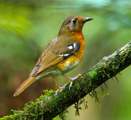 Orange Ground-Thrush, Geokichla gurneyi