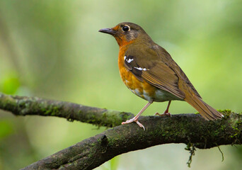 Orange Ground-Thrush, Geokichla gurneyi