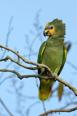 Orange-winged Amazon, Amazona amazonica
