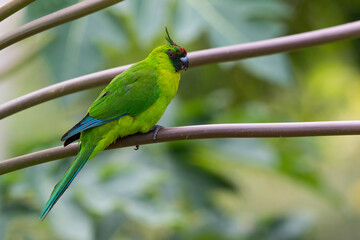 Ouvea Parakeet, Eunymphicus uvaeensis
