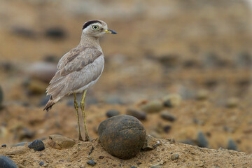 Peruvian Thick-knee, Burhinus superciliaris