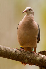 Mauritiusduif, Pink Pigeon, Streptopelia mayeri