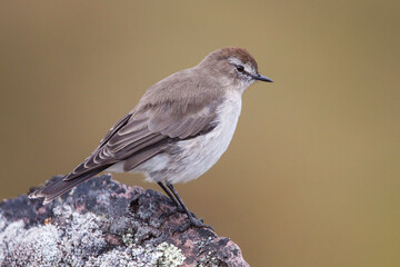 Plain-capped Ground-Tyrant, Muscisaxicola griseus