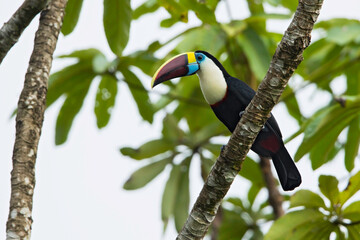 Red-billed Toucan, Ramphastos tucanus