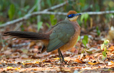 Red-capped Coua, Coua ruficeps