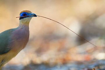 Red-capped Coua, Coua ruficeps