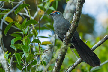 Red-fronted Coua, Coua reynaudii