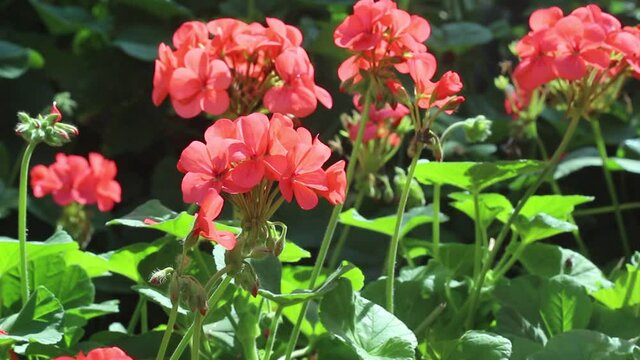Red flowers pelargonium zonale or multicolored cluster of  zonal germanium blooming in garden nature plant background
