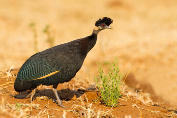 Southern Crested Guineafowl, Guttera edouardi edouardi