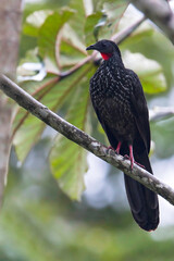 Spix's Guan, Penelope jacquacu