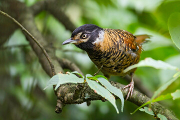 Spotted Laughingthrush, Garrulax ocellatus