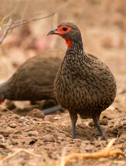 Swainson’s Spurfowl, Pternistis swainsonii
