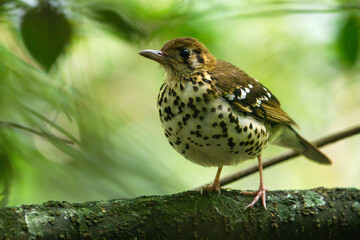 Spotted Ground Thrush, Geokichla guttata