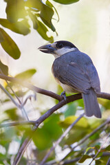 Van Dam's Vanga, Xenopirostris damii