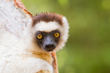 Verreaux's Sifaka, Propithecus verreauxi