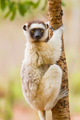 Verreaux's Sifaka, Propithecus verreauxi