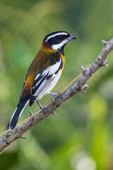 Fototapeta premium Western Spindalis, Spindalis zena